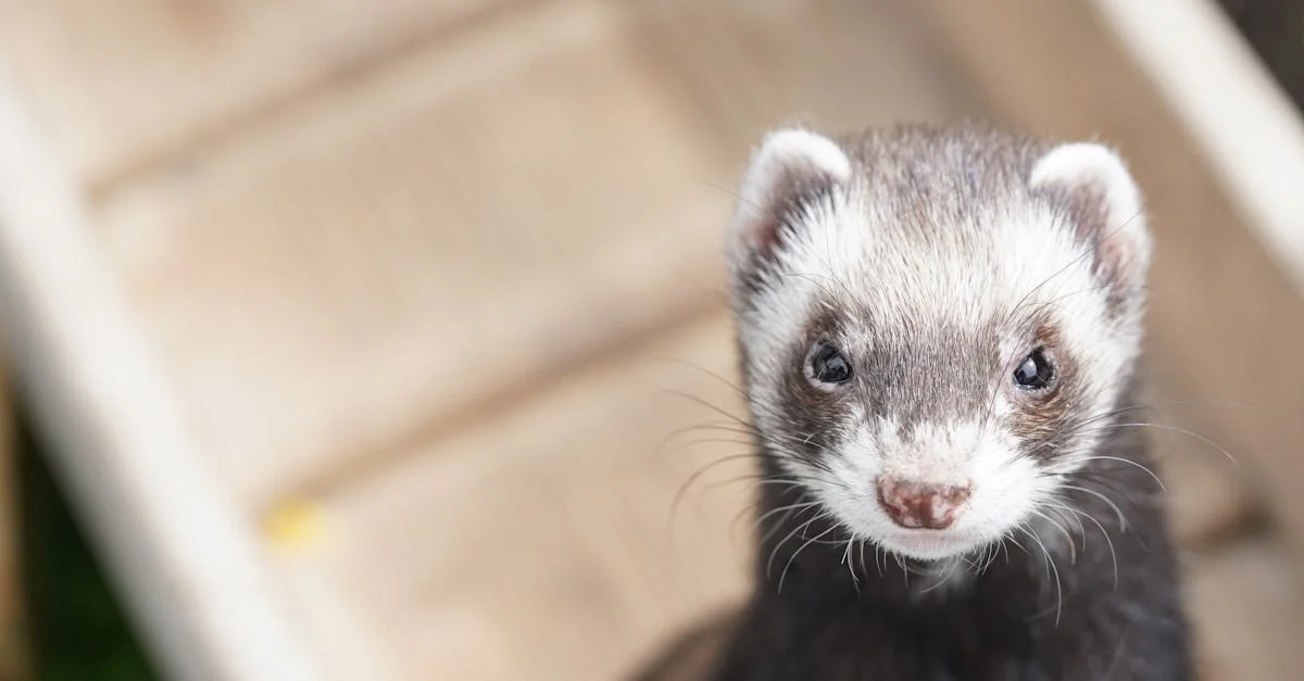 adorable:8xphn-yxfv8= ferret